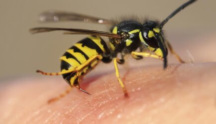 test alergiczny na ukąszenia owadów